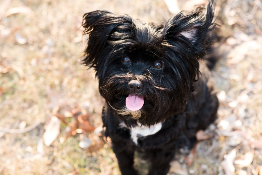 Lhasa Apso
