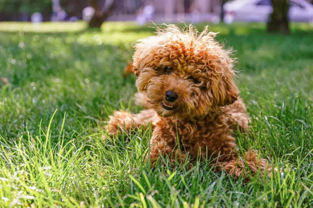 Poodle