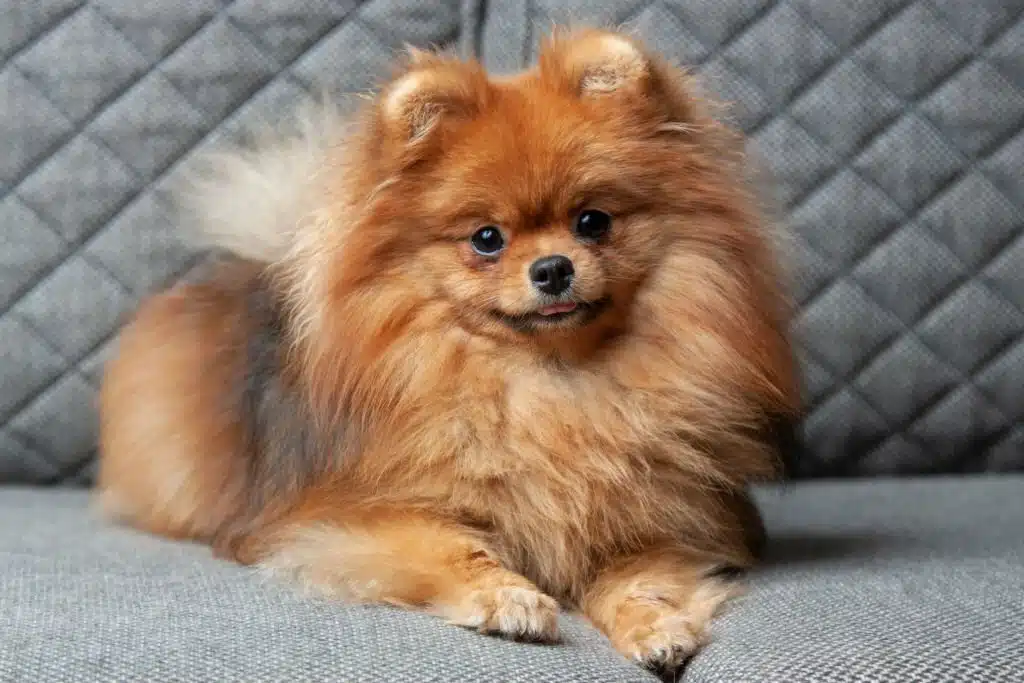 Toy Pomeranian