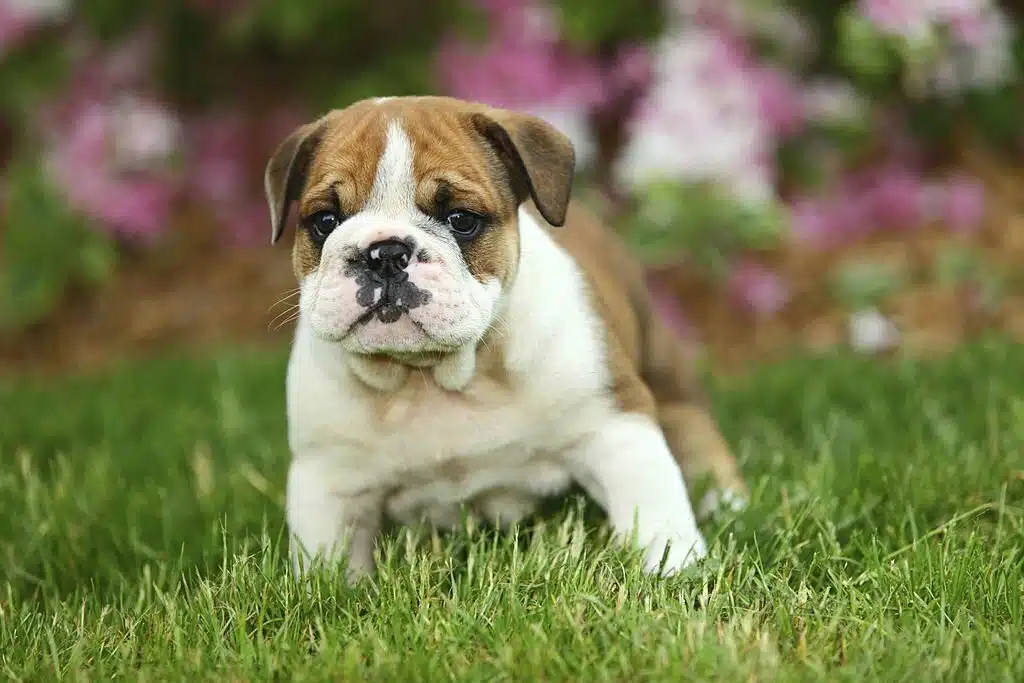 English Bulldog