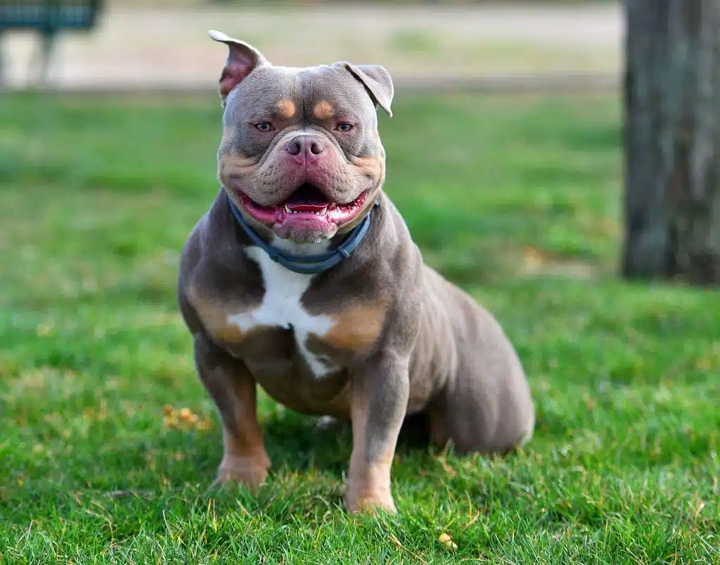 American Bully puppy