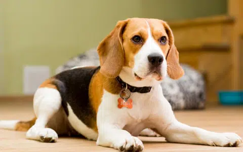 Beagle