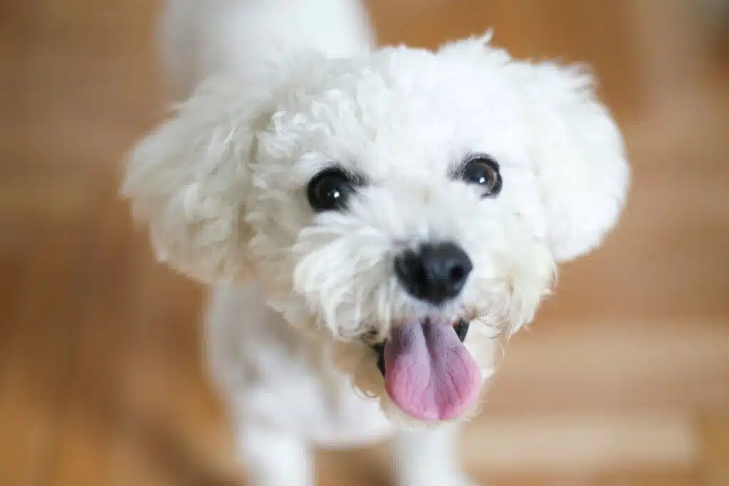 Bichon Frise