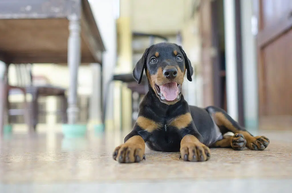 Doberman puppy