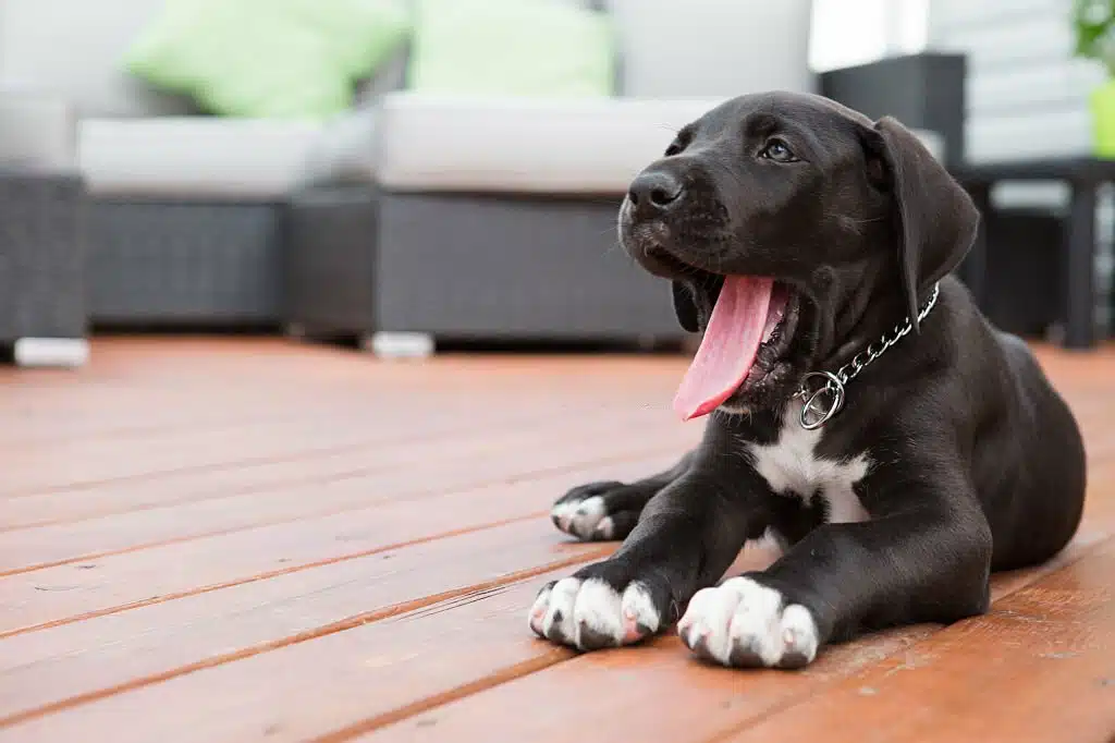 Great Dane puppy