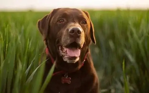 Labrador Retriever