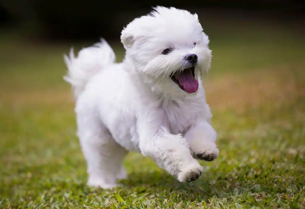 Maltipoo