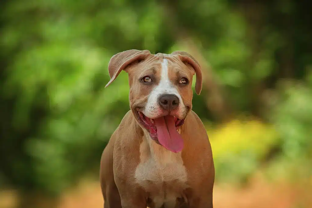 Pitbull puppy