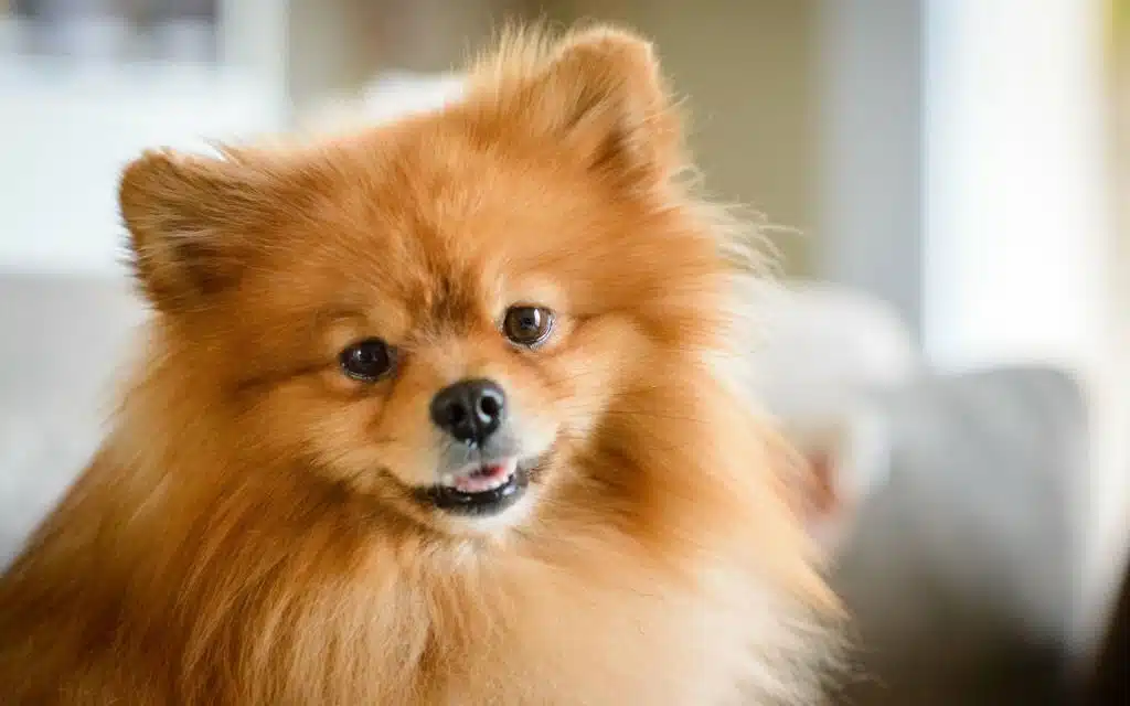 Pomeranian
