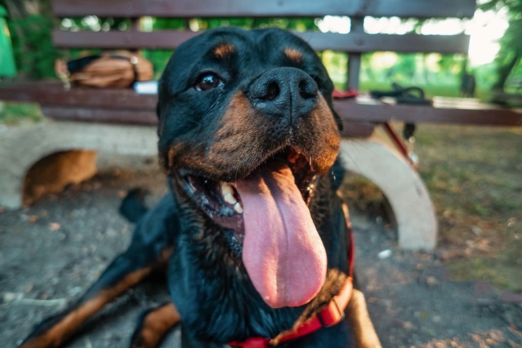 Rottweiler