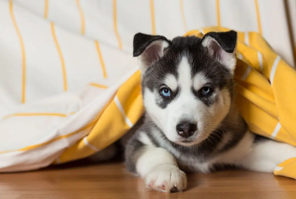 Siberian Husky