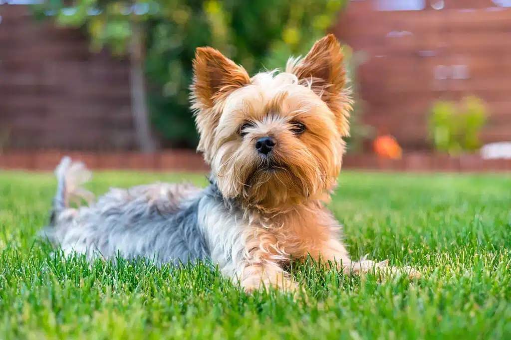 Yorkshire Terrier puppy