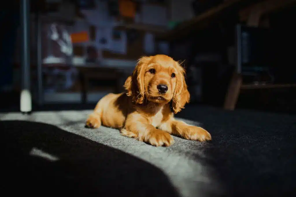Cocker Spaniel