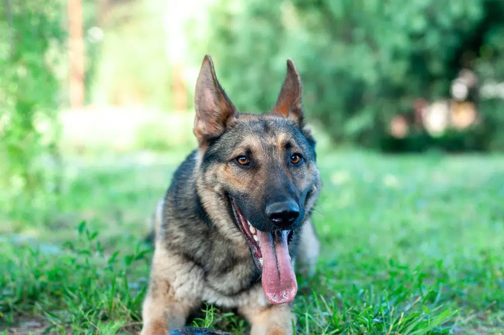 German Shepherd