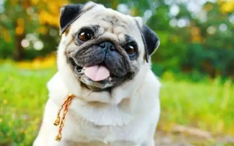 Pug puppy